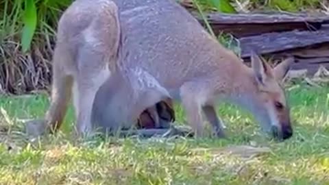 Kangaroo pouch