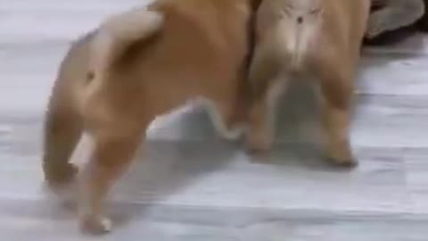 Cat and Dog Cute Fight