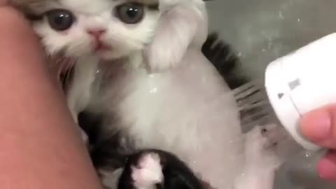 A cat who grew up unafraid of a bath