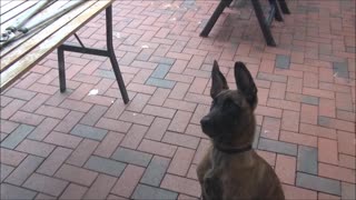 Funny puppy is shaking his head