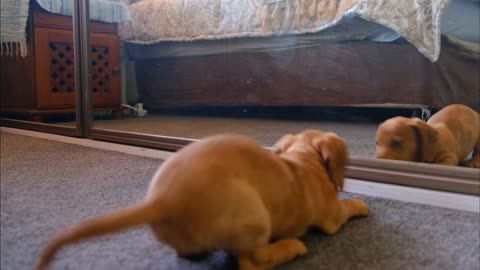 A funny dog fights with his reflection in the mirror