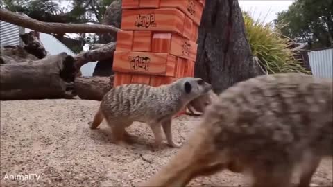 Meerkats Video
