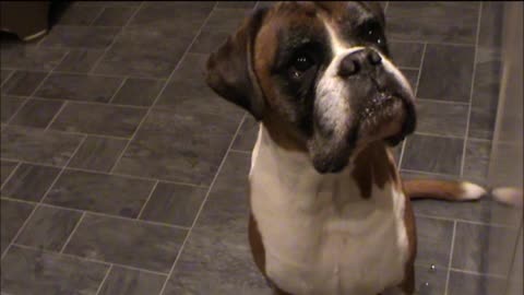 Dogs eating porridge. And drooling. A LOT!!