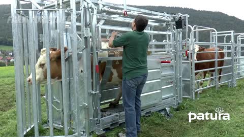 Amazing Modern Automatic Cow Farming Technology - Incredible Automatic Feeding and Milking Machines