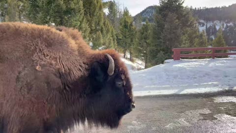 Serene Skies Driving Side by Side with Bison in Yellowstone