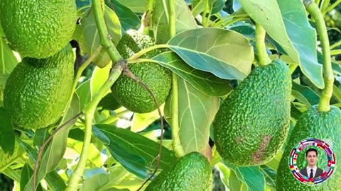 Avocado: What Happens If You Eat Avocado Every Day for a Month?
