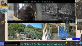 Life on Doc's Farm : Mavis Institute 🎵 🐓🦆🐝🐇🐖: Farmcore