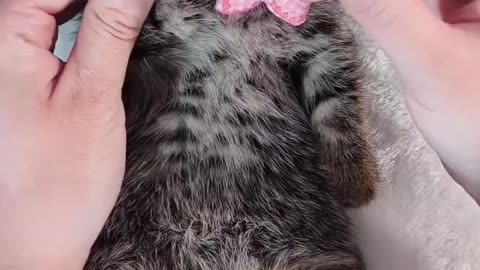 Cute cat dressing video💫💗😻