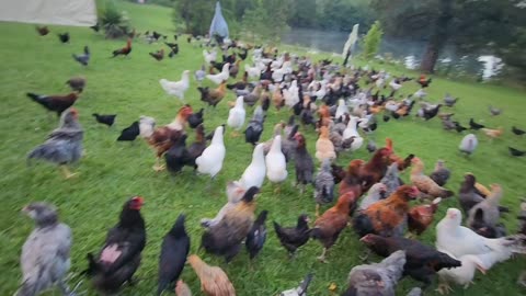 The Most Amazing Peaceful Way To Start The Day #love #homestead #chicken #short