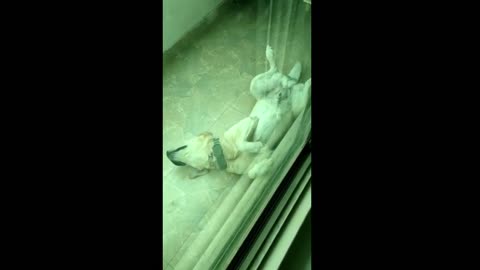 Dog 🐶🐕 funny 😂🤣🤣 video viral