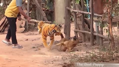 Funny Prank with fake Tiger and Dogs || Funny Video || Toy Tiger