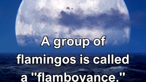 A group of flamingos is called a flamboyance.