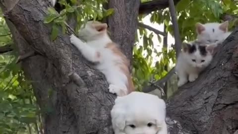 Can a cat climb a tree