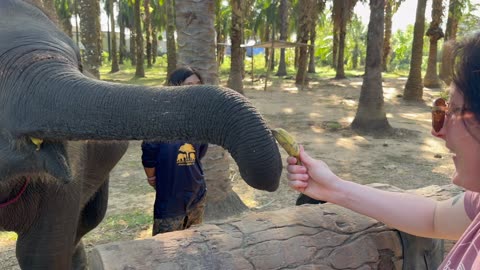 Krabi Elephant Heaven in Ao Nang, Thailand