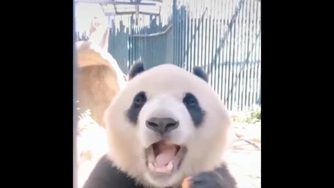 Funny and Cute Panda Compilation 2020 - Videos can't Stop Laughing