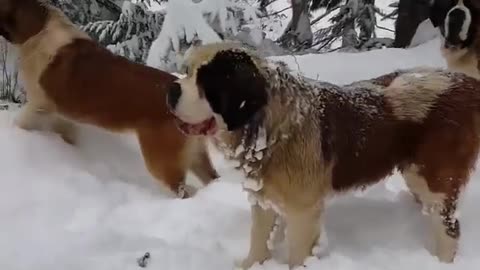 Dogs having fun in snow ❄️