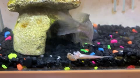 Mike Tyson the cichlid eating his unfortunate victim