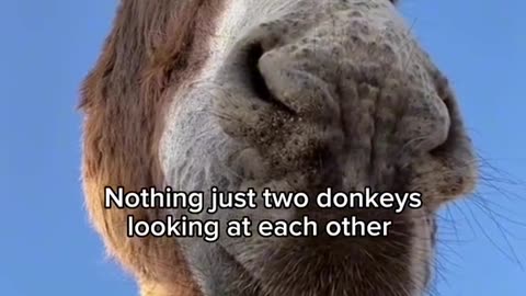 Funny Donkey status for friends