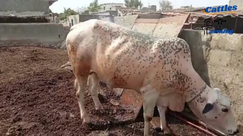 Cow Mooing Bath Time | Cow Bathing #cattlesfarming