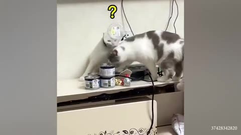 Funny cat