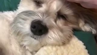 Dog Gets Head Scratchies