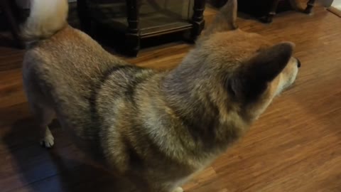 The Shiba Scream (Ozy Wants Bacon!)