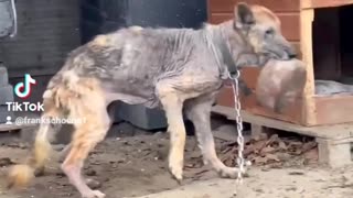 poor german shepherd