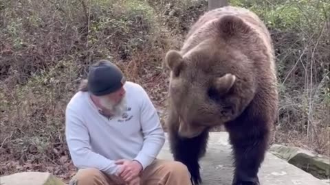 Bear Man Talking To Adult Brown Male Bear and Feeding Him Treats