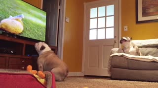 Hidden Camera Captures Two Bulldogs Interacting With TV Program