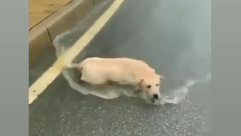 Happy dog in the rain