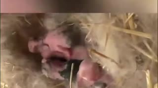 Newborn Holland Lop Bunnies