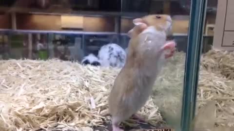 cute hamster mouse, can anyone give me it not would