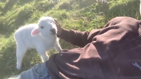 Cute Lamb Needs Attention