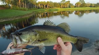 whopper plopper bass fishing