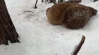 Bear Plays With Tree Branch in South Lake Tahoe