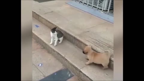 Cat vs dog funny animal videos