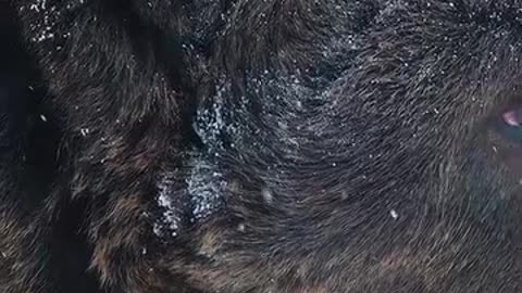 Grizzly bear brutally killed muskox's calfs for eating.