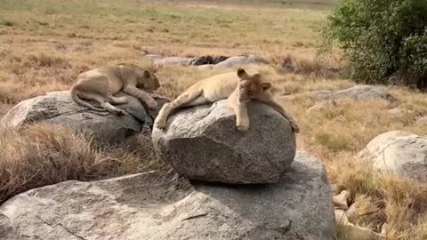 photographing lions is an incredible experience on its own, but this was something else