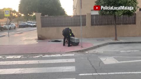 221115 #PolicíaLocalMálaga #GRUPRONA #Rescate y Recuperación de #Buitre Leonado debilitado