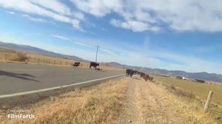 Moving cows in Utah part 2.