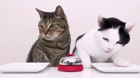 Cats compete for food