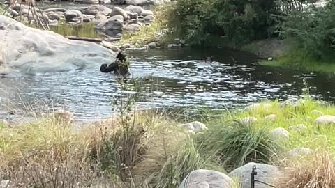 Mama Bear Takes Her Cubs for a Playful Swim