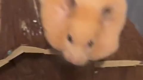 Hamantha the Hamster Tries to Leave Enclosure with Full Cheeks