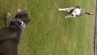 🐶two american bullies playing in the park 🐶