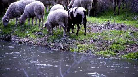 Animal world # social animals # Black sheep # Observing the life path of social animals #