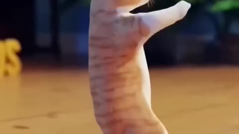 dancing funny cat