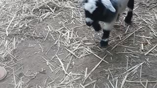Baby goat playing