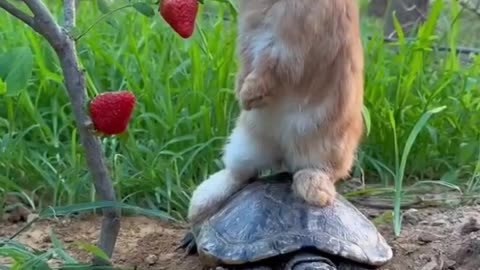 Rabbit tortoise qirat quran