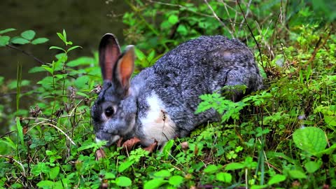 Tierwelt RABBIT