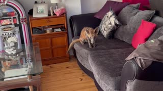 Cat is Unsure About Wild Fox That Invited Itself Inside
